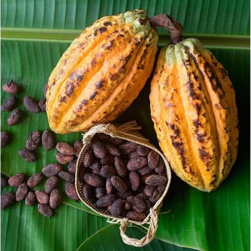 Cacao Tree Live Plant 8-10 Inches Tall in Half Gallon Pot - Theobroma Cacao for Planting Cacao Tree Live Plant 8-10 Inches Tall in Half Gallon Pot - Theobroma Cacao for Planting - Image 1