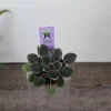 Cajun Lil Love Mini African Violet Live Plant – 2 Inch Pot – Semi Miniature Variegated Indoor Houseplant - Image 1