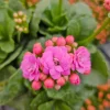 Calandiva Live Plant 4.5 Inch Pot - Flaming Katy Double Bloom Kalanchoe Houseplant - Image 1