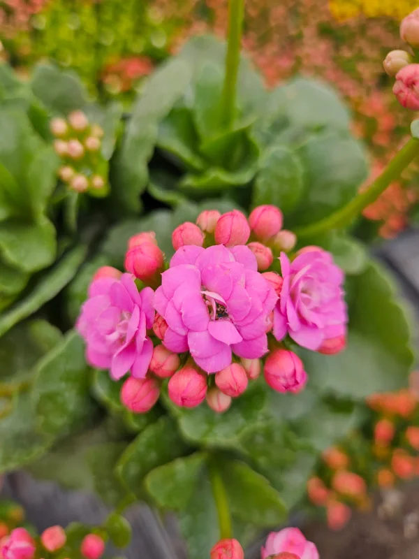 Calandiva Live Plant 4.5 Inch Pot - Flaming Katy Double Bloom Kalanchoe Houseplant - Image 1