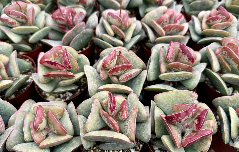 Calico Hearts Live Succulent Plant, Adromischus Triflorus, 3 Inch Pot, Indoor/Outdoor - Image 2