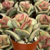 Calico Hearts Live Succulent Plant, Adromischus Triflorus, 3 Inch Pot, Indoor/Outdoor - Image 1