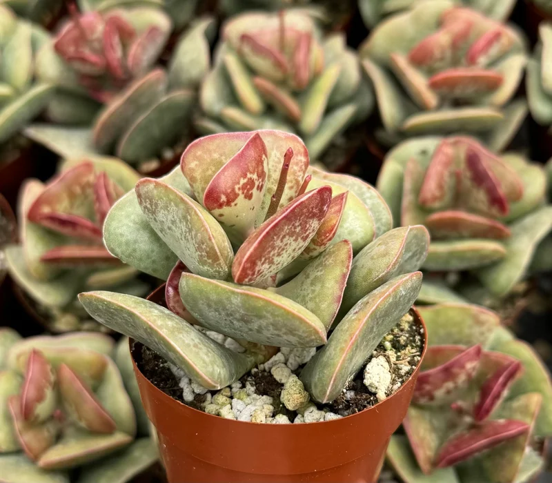 Calico Hearts Live Succulent Plant, Adromischus Triflorus, 3 Inch Pot, Indoor/Outdoor - Image 1