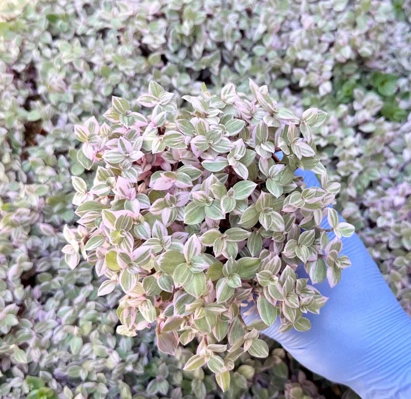 Callisia Repens Live Plant - Pink Panther, Turtle Vine, Bolivian Jewel Houseplant - Image 2