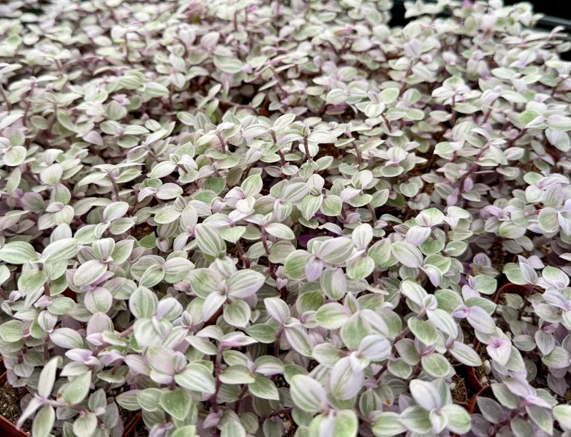 Callisia Repens Live Plant - Pink Panther, Turtle Vine, Bolivian Jewel Houseplant - Image 1