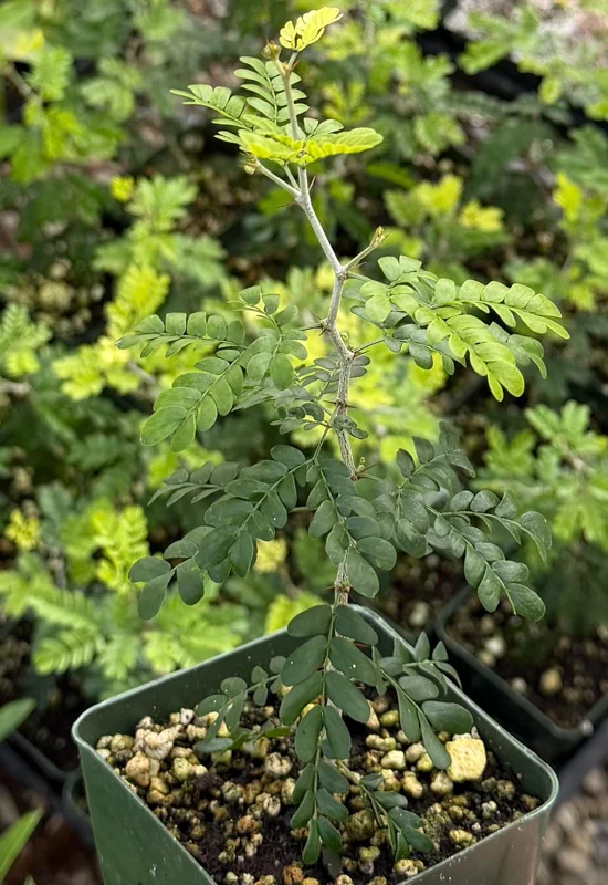 Camel Thorn Tree Live Plant - Acacia Erioloba - 4 Inch Pot - Outdoor Camel Thorn Tree Live Plant - Acacia Erioloba - 4 Inch Pot - Outdoor - Image 2
