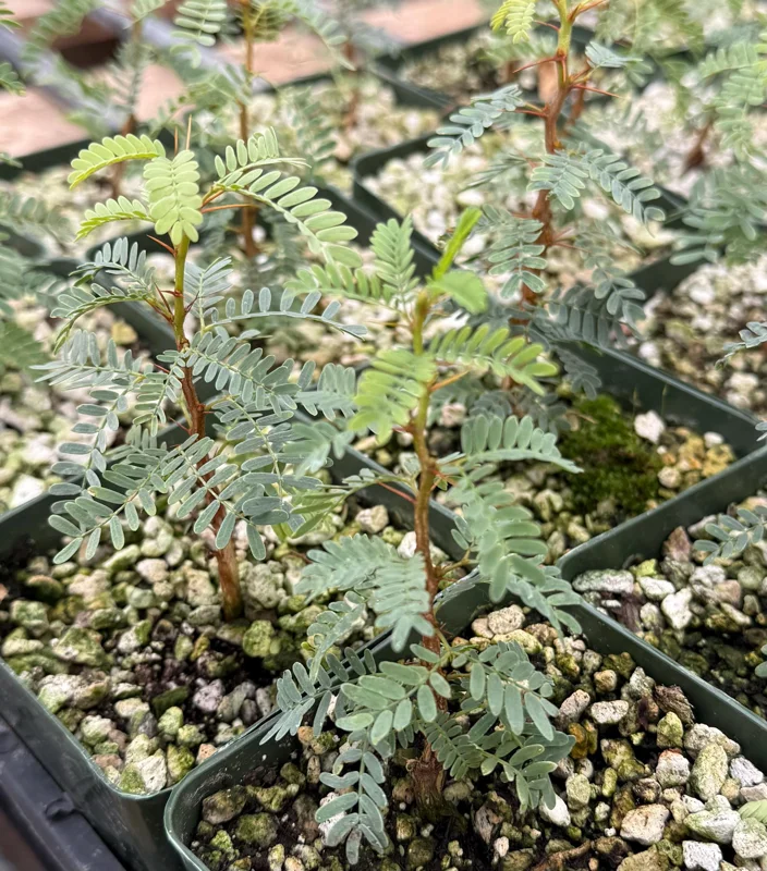 Camel Thorn Tree Live Plant - Acacia Erioloba - 4 Inch Pot - Outdoor Camel Thorn Tree Live Plant - Acacia Erioloba - 4 Inch Pot - Outdoor - Image 3