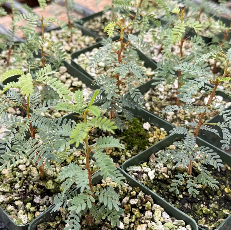 Camel Thorn Tree Live Plant - Acacia Erioloba - 4 Inch Pot - Outdoor Camel Thorn Tree Live Plant - Acacia Erioloba - 4 Inch Pot - Outdoor - Image 4