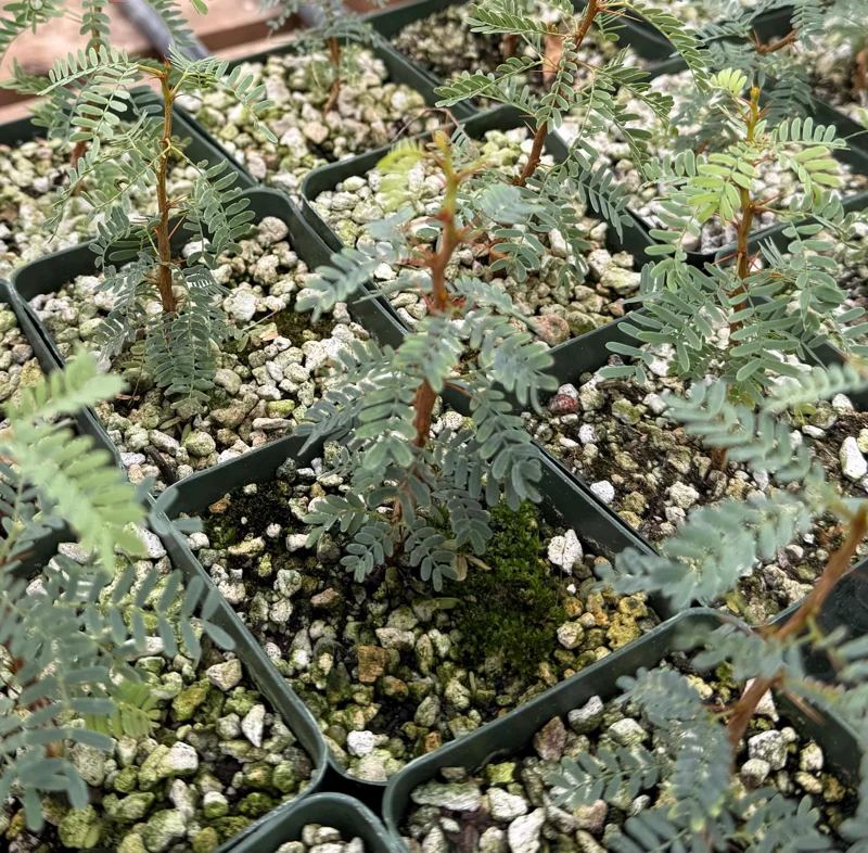 Camel Thorn Tree Live Plant - Acacia Erioloba - 4 Inch Pot - Outdoor Camel Thorn Tree Live Plant - Acacia Erioloba - 4 Inch Pot - Outdoor - Image 1