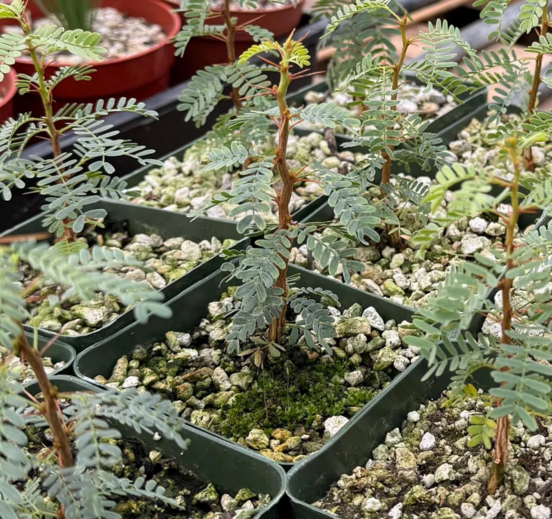 Camel Thorn Tree Live Plant - Acacia Erioloba - 4 Inch Pot - Outdoor Camel Thorn Tree Live Plant - Acacia Erioloba - 4 Inch Pot - Outdoor - Image 5