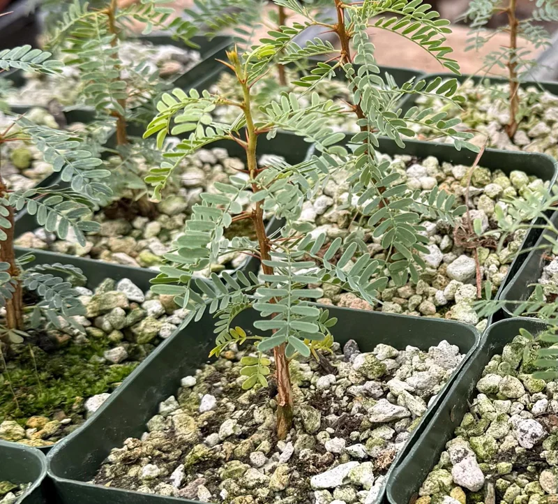 Camel Thorn Tree Live Plant - Acacia Erioloba - 4 Inch Pot - Outdoor Camel Thorn Tree Live Plant - Acacia Erioloba - 4 Inch Pot - Outdoor - Image 6