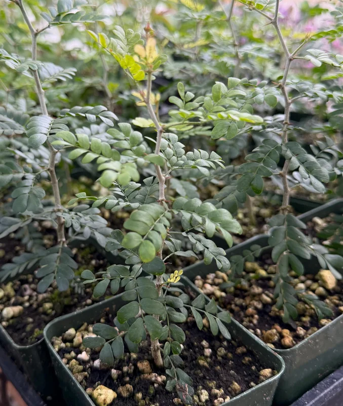 Camel Thorn Tree Live Plant - Acacia Erioloba - 4 Inch Pot - Outdoor Camel Thorn Tree Live Plant - Acacia Erioloba - 4 Inch Pot - Outdoor - Image 7