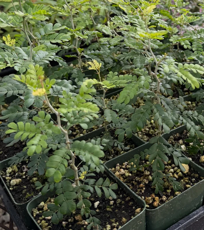 Camel Thorn Tree Live Plant - Acacia Erioloba - 4 Inch Pot - Outdoor Camel Thorn Tree Live Plant - Acacia Erioloba - 4 Inch Pot - Outdoor - Image 8