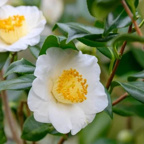 Camellia Sinensis Live Plant - Green Tea Plant for Outdoor Garden 4-6 Inch Tall - Image 2