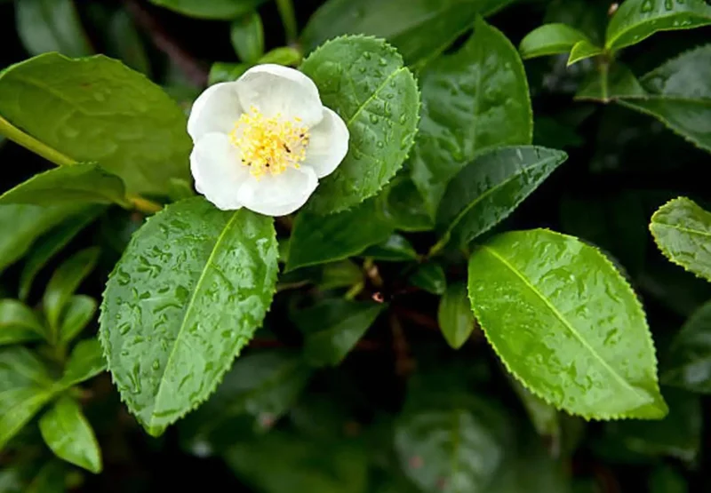 Camellia Sinensis Live Plant - Green Tea Plant for Outdoor Garden 4-6 Inch Tall Camellia Sinensis Live Plant - Green Tea Plant for Outdoor Garden 4-6 Inch Tall - Image 3