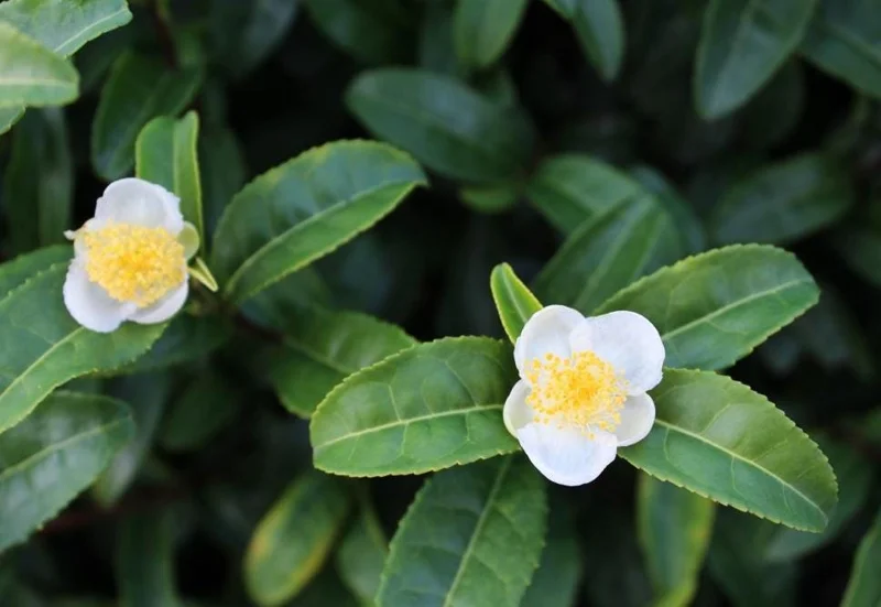 Camellia Sinensis Live Plant - Green Tea Plant for Outdoor Garden 4-6 Inch Tall Camellia Sinensis Live Plant - Green Tea Plant for Outdoor Garden 4-6 Inch Tall - Image 4