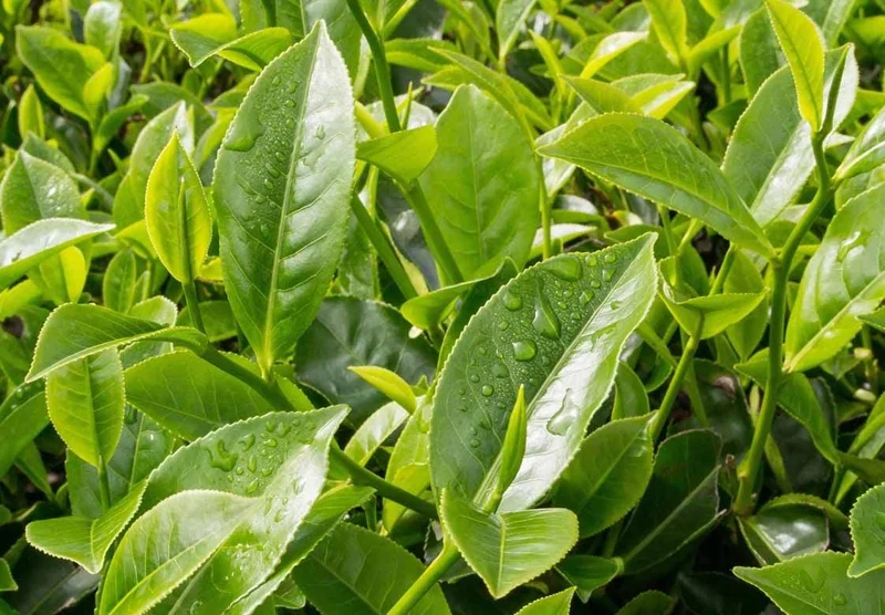 Camellia Sinensis Live Plant - Green Tea Plant for Outdoor Garden 4-6 Inch Tall Camellia Sinensis Live Plant - Green Tea Plant for Outdoor Garden 4-6 Inch Tall - Image 5