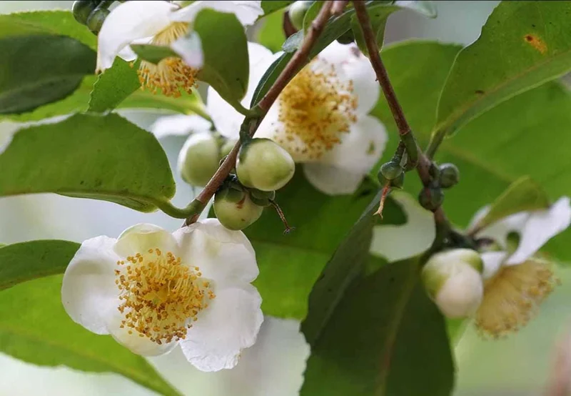 Camellia Sinensis Live Plant - Green Tea Plant for Outdoor Garden 4-6 Inch Tall Camellia Sinensis Live Plant - Green Tea Plant for Outdoor Garden 4-6 Inch Tall - Image 6