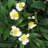 Camellia Sinensis Live Plant - Green Tea Plant for Outdoor Garden 4-6 Inch Tall - Image 1