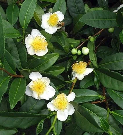 Camellia Sinensis Live Plant - Green Tea Plant for Outdoor Garden 4-6 Inch Tall - Image 1