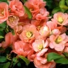 Cameo Flowering Quince Live Plant - Double Pink Blooms, 3-6 Inch Tall in 4 Inch Pot - Image 1