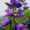 Campanula Latifolia Seeds - Great Bellflower - Lavender-Blue Flower Seeds - Perennial - Image 1