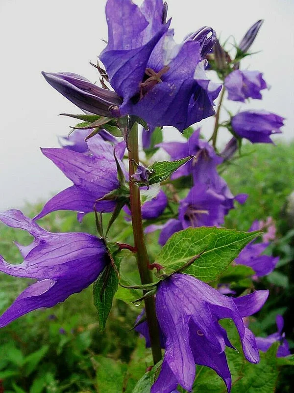 Campanula Latifolia Seeds - Great Bellflower - Lavender-Blue Flower Seeds - Perennial - Image 1