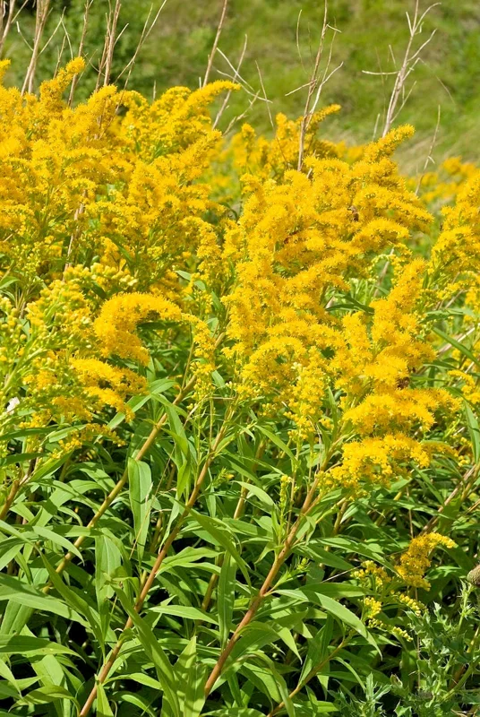 Canadian Goldenrod Seeds - Solidago Canadensis - 1000 Bulk Flower Seeds - Image 2