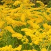 Canadian Goldenrod Seeds - Solidago Canadensis - 1000 Bulk Flower Seeds - Image 1