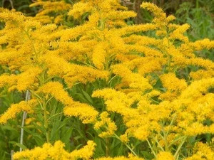 Canadian Goldenrod Seeds - Solidago Canadensis - 1000 Bulk Flower Seeds - Image 1