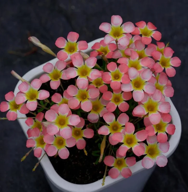Candy Box Litchi Oxalis Live Plant – Ornamental Flowering in 4 Inch Pot Candy Box Litchi Oxalis Live Plant – Ornamental Flowering in 4 Inch Pot - Image 2
