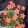 Candy Box Litchi Oxalis Live Plant – Ornamental Flowering in 4 Inch Pot - Image 1