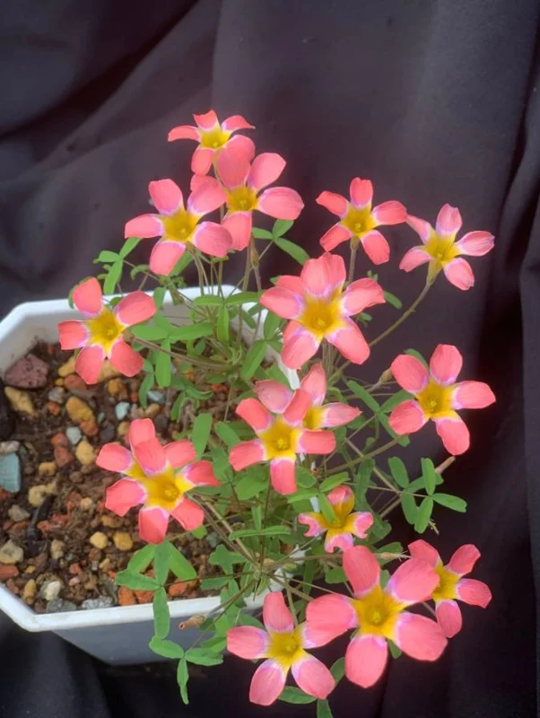Candy Box Litchi Oxalis Live Plant – Ornamental Flowering in 4 Inch Pot Candy Box Litchi Oxalis Live Plant – Ornamental Flowering in 4 Inch Pot - Image 1