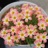 Candy Box Peach Oxalis Live Plant – Ornamental Flowering in 4 Inch Pot - Image 1