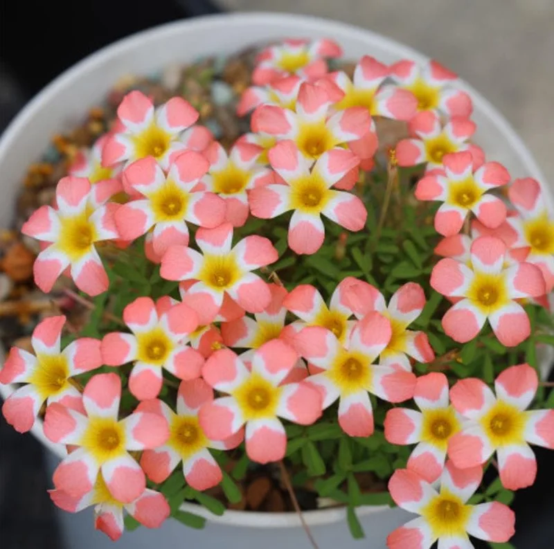 Candy Box Peach Oxalis Live Plant – Ornamental Flowering in 4 Inch Pot Candy Box Peach Oxalis Live Plant – Ornamental Flowering in 4 Inch Pot - Image 1