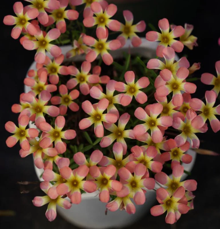 Candy Box Peach Oxalis Live Plant – Ornamental Flowering in 4 Inch Pot Candy Box Peach Oxalis Live Plant – Ornamental Flowering in 4 Inch Pot - Image 2