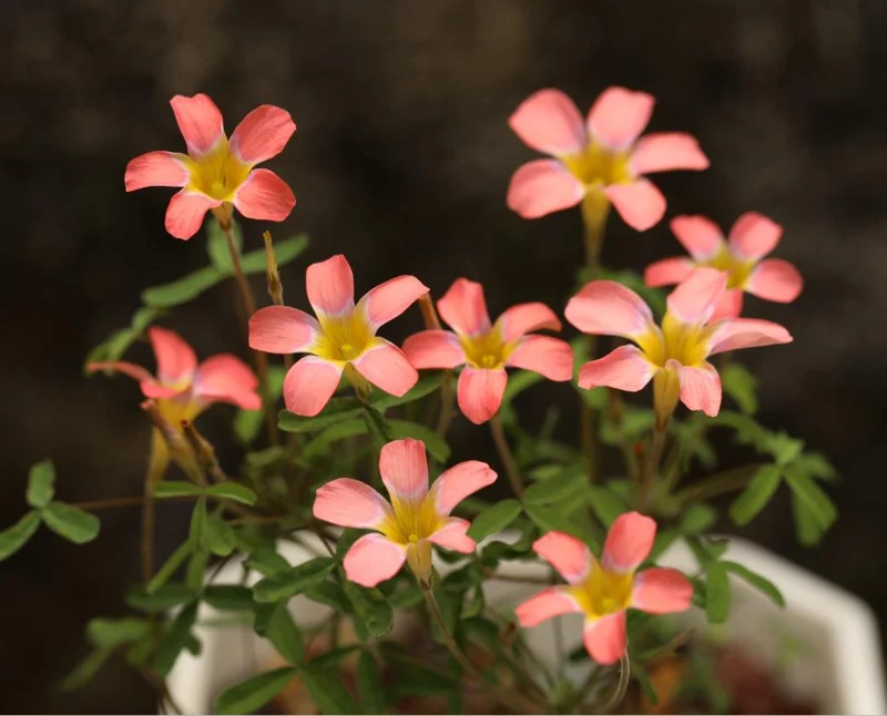 Candy Box Peach Oxalis Live Plant – Ornamental Flowering in 4 Inch Pot Candy Box Peach Oxalis Live Plant – Ornamental Flowering in 4 Inch Pot - Image 3
