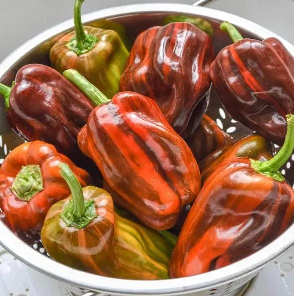 Candy Cane Chocolate Cherry Pepper Live Plants - Variegated Ornamental Chili, Set of 2, 4-6 Inch Tall, Outdoor Garden Candy Cane Chocolate Cherry Pepper Live Plants - Variegated Ornamental Chili, Set of 2, 4-6 Inch Tall, Outdoor Garden - Image 2