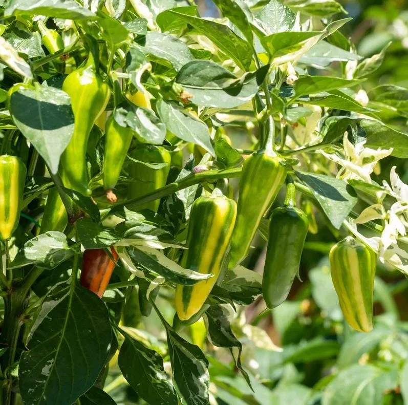 Candy Cane Chocolate Cherry Pepper Live Plants - Variegated Ornamental Chili, Set of 2, 4-6 Inch Tall, Outdoor Garden Candy Cane Chocolate Cherry Pepper Live Plants - Variegated Ornamental Chili, Set of 2, 4-6 Inch Tall, Outdoor Garden - Image 3