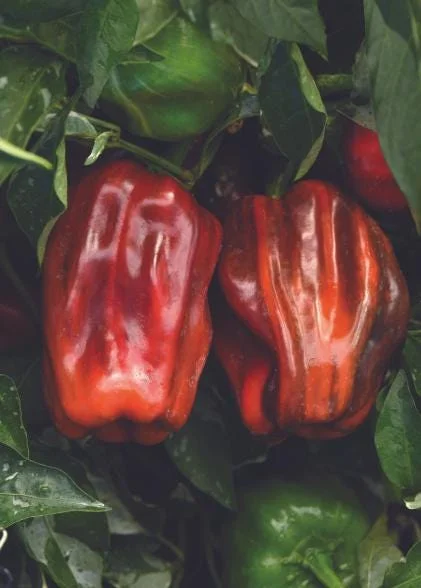 Candy Cane Chocolate Cherry Pepper Live Plants - Variegated Ornamental Chili, Set of 2, 4-6 Inch Tall, Outdoor Garden Candy Cane Chocolate Cherry Pepper Live Plants - Variegated Ornamental Chili, Set of 2, 4-6 Inch Tall, Outdoor Garden - Image 4