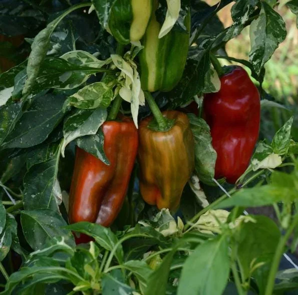 Candy Cane Chocolate Cherry Pepper Live Plants - Variegated Ornamental Chili, Set of 2, 4-6 Inch Tall, Outdoor Garden Candy Cane Chocolate Cherry Pepper Live Plants - Variegated Ornamental Chili, Set of 2, 4-6 Inch Tall, Outdoor Garden - Image 5