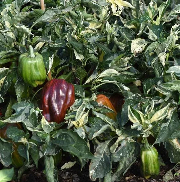 Candy Cane Chocolate Cherry Pepper Live Plants - Variegated Ornamental Chili, Set of 2, 4-6 Inch Tall, Outdoor Garden Candy Cane Chocolate Cherry Pepper Live Plants - Variegated Ornamental Chili, Set of 2, 4-6 Inch Tall, Outdoor Garden - Image 6