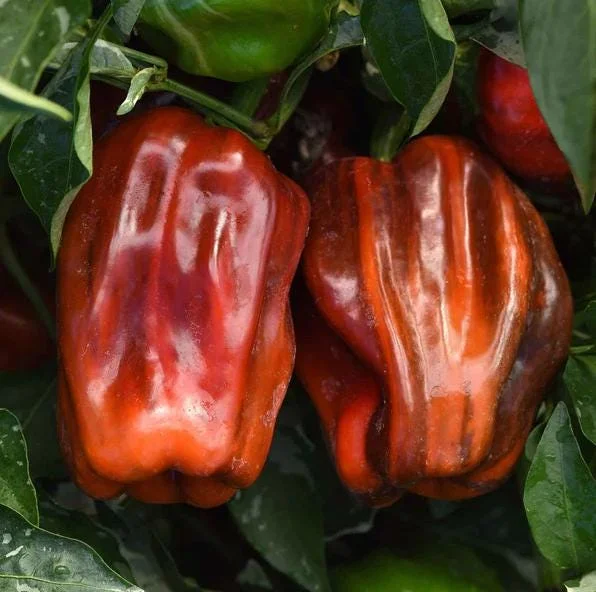 Candy Cane Chocolate Cherry Pepper Live Plants - Variegated Ornamental Chili, Set of 2, 4-6 Inch Tall, Outdoor Garden Candy Cane Chocolate Cherry Pepper Live Plants - Variegated Ornamental Chili, Set of 2, 4-6 Inch Tall, Outdoor Garden - Image 1