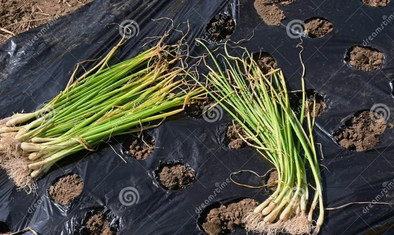 Candy Sweet Onion Starter Plants - 30 Bare Root Allium Cepa for Outdoor Gardening - Image 1