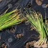 Candy Sweet Onion Starter Plants - 30 Bare Root Sets for Outdoor Gardening - Image 1