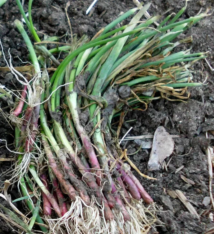 Candy Sweet Onion Starter Plants - 30 Bare Root Sets for Outdoor Gardening Candy Sweet Onion Starter Plants - 30 Bare Root Sets for Outdoor Gardening - Image 2
