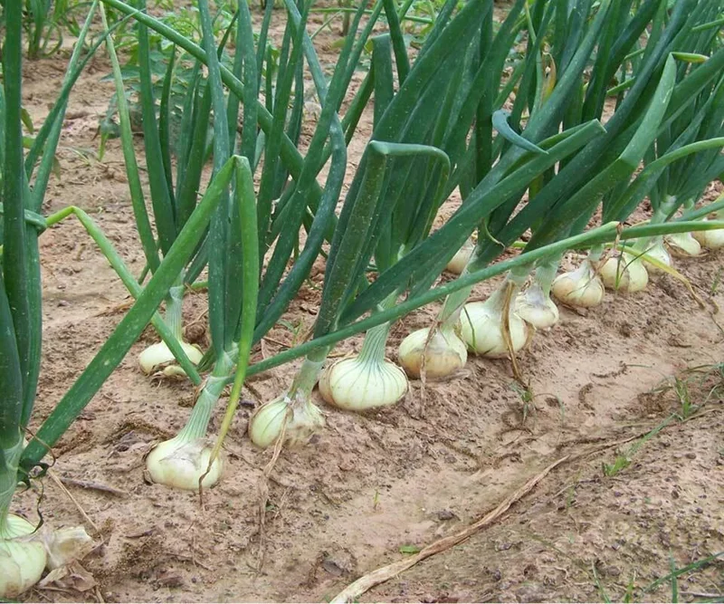 Candy Sweet Onion Starter Plants - 30 Bare Root Sets for Outdoor Gardening Candy Sweet Onion Starter Plants - 30 Bare Root Sets for Outdoor Gardening - Image 3