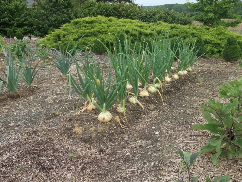 Candy Sweet Onion Starter Plants - 30 Bare Root Sets for Outdoor Gardening Candy Sweet Onion Starter Plants - 30 Bare Root Sets for Outdoor Gardening - Image 4
