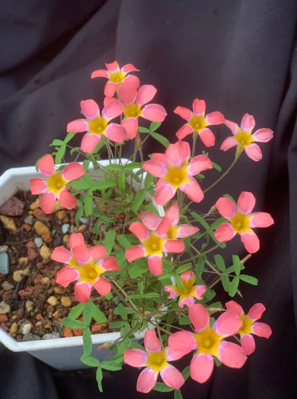 CandyBox Pomegranate Oxalis Live Plant - Flowering Perennial in 4 Inch Pot - Image 2
