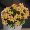 CandyBox Pomegranate Oxalis Live Plant - Flowering Perennial in 4 Inch Pot - Image 1